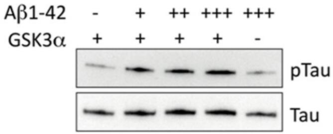 Tau phosphorylation assay. Tau and pTau were detected in Western blot after a kinase assay reaction in the absence (-) or the presence of Abeta1-40 at 5 (+), 50 (++), or 500 nM (+++), and the absence (-) or the presence (+) of GSK3alpha.
